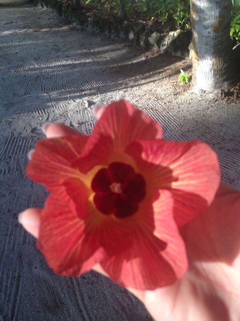 Tornati dal paradiso - 7