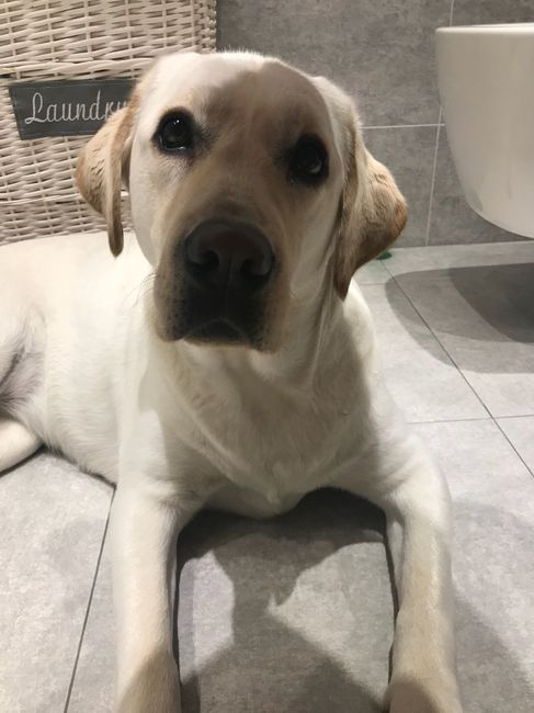  Paggetto a quattro zampe! - 1