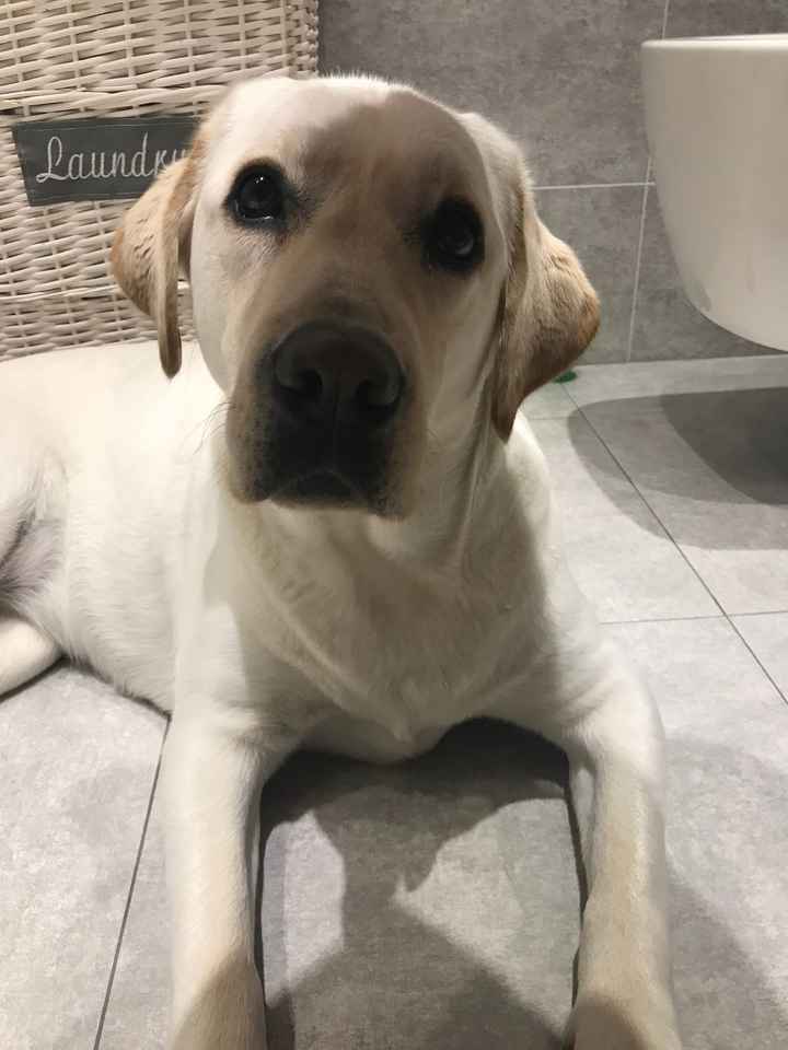  Paggetto a quattro zampe! - 1