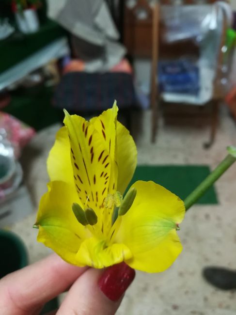 Richiesta aiuti 🌺 2