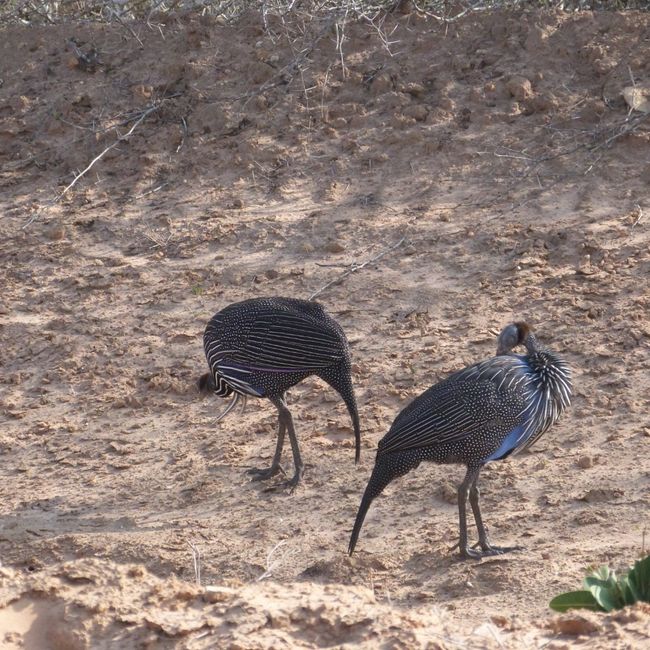 Escursioni watamu malindi 2