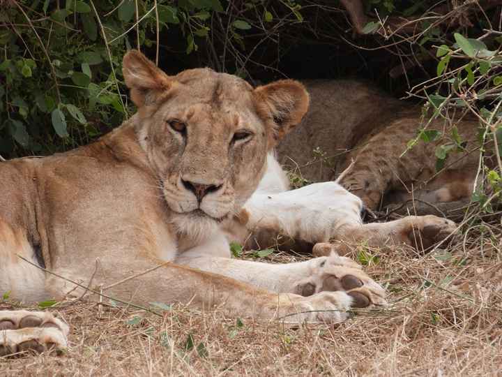 Leoni ne ho visti proprio tantiiii