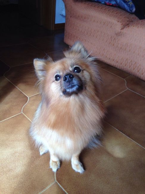 Too cute: i vostri amici animali - 2