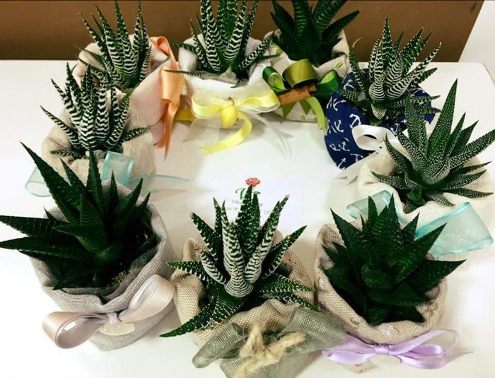 Bomboniera bonsai - 1