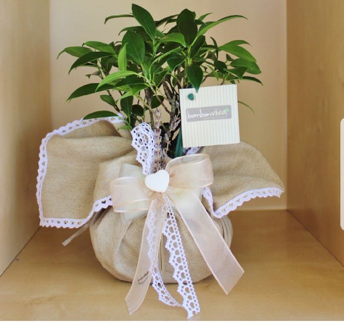 Bomboniere bonsai - 2