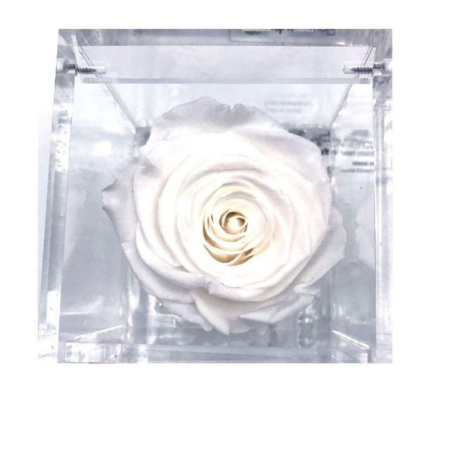 Bomboniere bonsai - 2