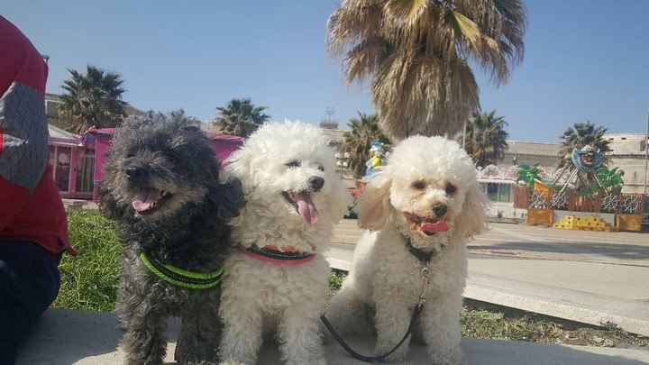 Chi come me ha un animale domestico che farà parte del  matrimonio? - 1