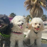 Chi come me ha un animale domestico che farà parte del  matrimonio? - 1