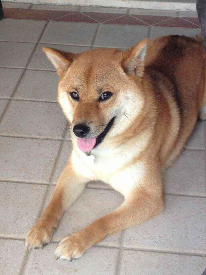 Animaletti pelosi presenti al matrimonio - 1