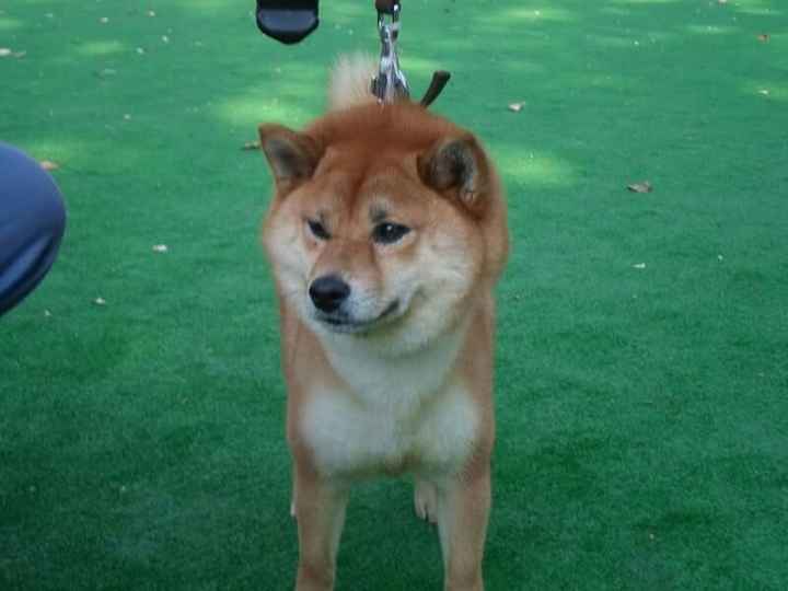 Animaletti pelosi presenti al matrimonio - 1