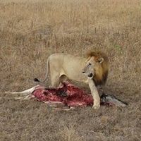  Viaggio di nozze - 1