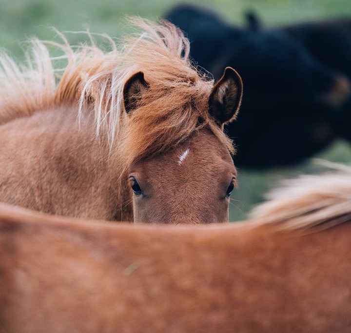 Viaggio di nozze - 8