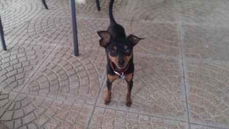 Too cute: i vostri amici animali - 1