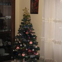 il primo albero