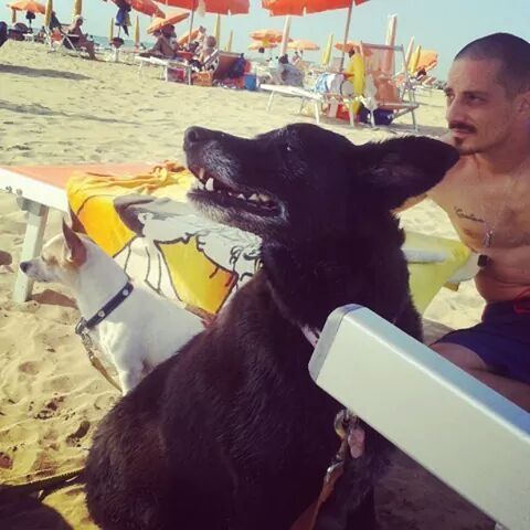 Animali e viaggio di nozze.. e altre domande...  - 2