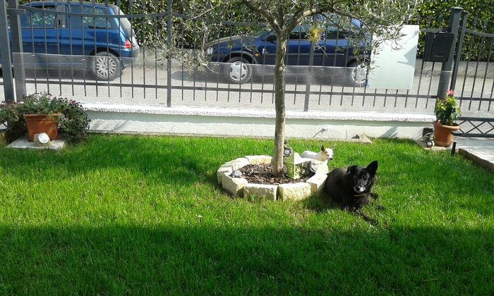 Olivo a palchi... - 1