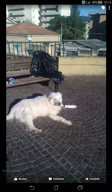 E i nostri amici a 4 zampe ??? - 1