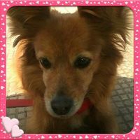 Ecco a voi i miei amori.. - 1