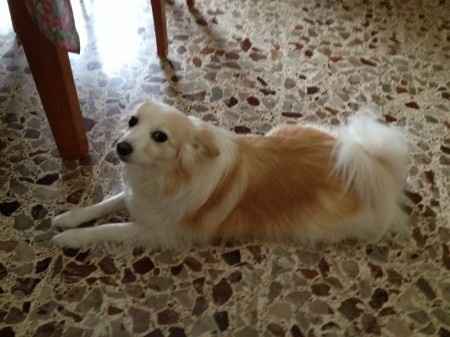 Too cute: i vostri amici animali - 2