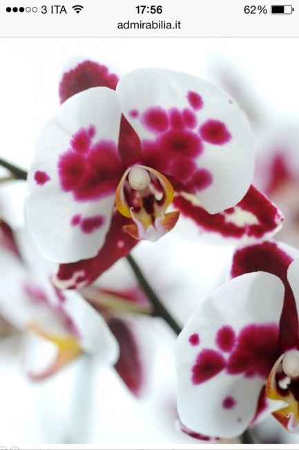 Club della sposa  rossa - 1