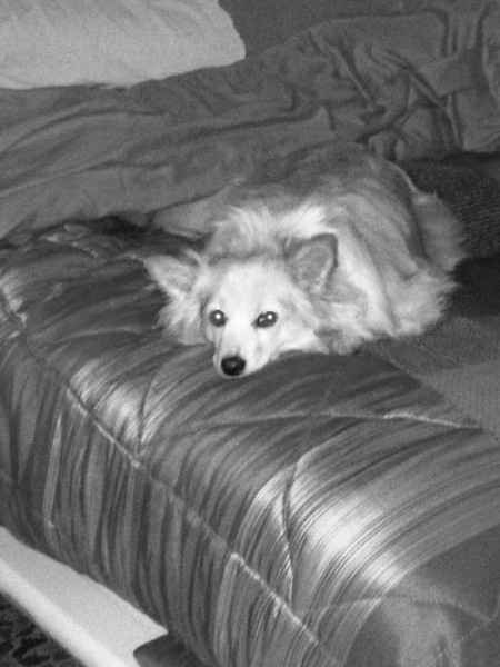 La amo,10 anni bellissimi con lei notte e giorno - 1