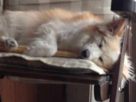 Oggi vi presento i nostri "mimmi" :) - 1