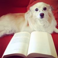 Too cute: i vostri amici animali - 1