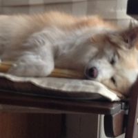 Oggi vi presento i nostri "mimmi" :) - 1