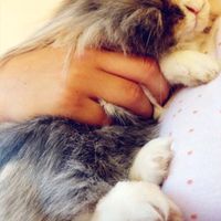 Convivenze pelose!🐶🐱🐹🐰 - 1