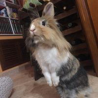 Convivenze pelose!🐶🐱🐹🐰 - 2