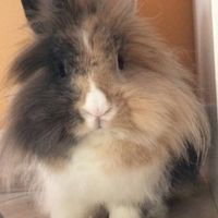 Convivenze pelose!🐶🐱🐹🐰 - 3