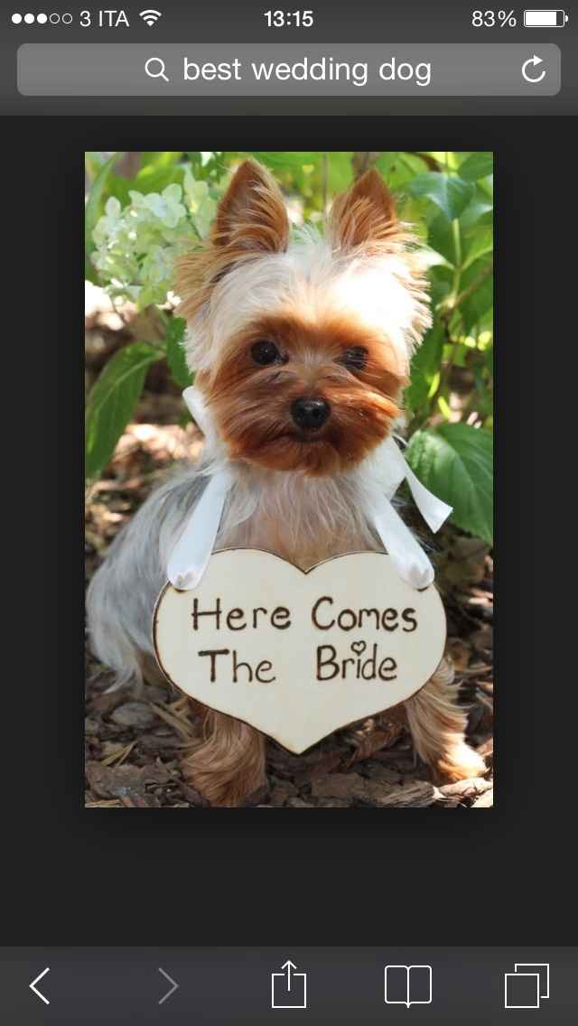 Dogs & love 