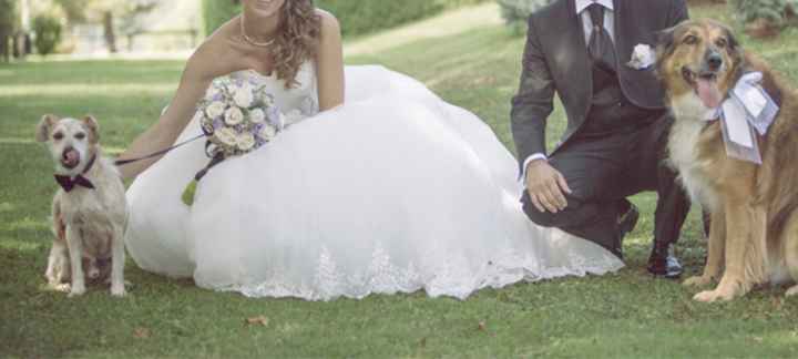 Chi di voi ha il proprio cane al matrimonio? - 1