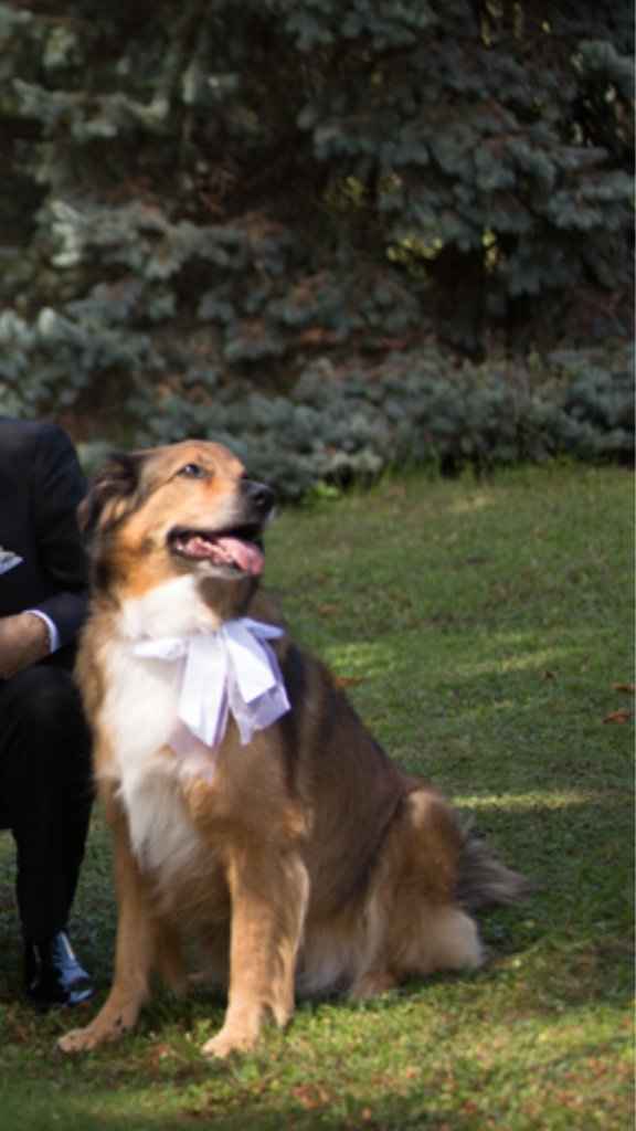 Vestito cane - 3
