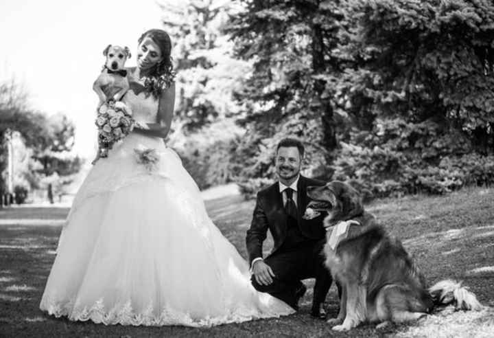  Matrimoni e animali! - 3