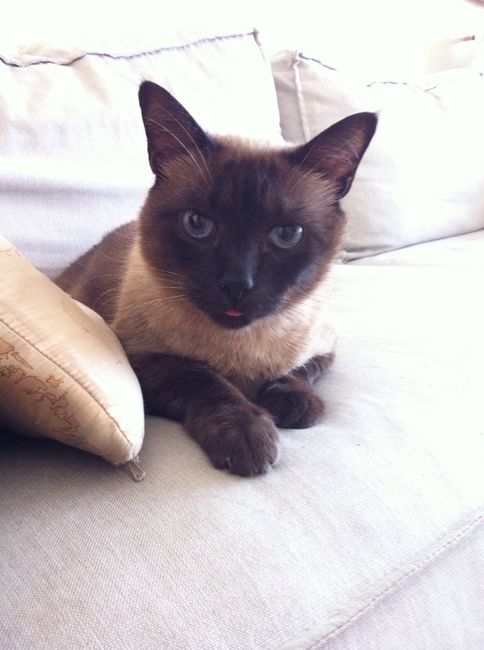 Too cute: i vostri amici animali - 3