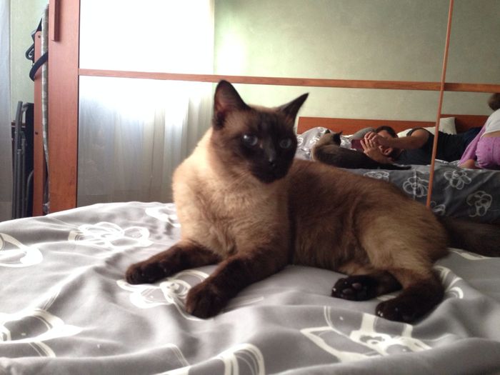 Too cute: i vostri amici animali - 4
