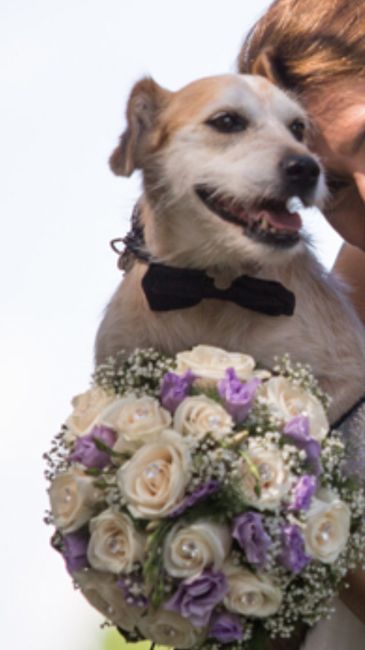 Chi di voi ha il proprio cane al matrimonio? - 2