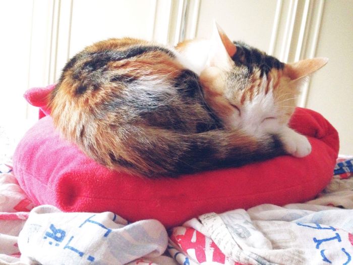 Chi è riuscita a portare il gatto al ricevimento? - 1