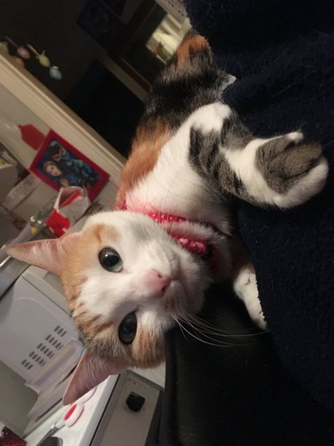 Chi è riuscita a portare il gatto al ricevimento? - 2