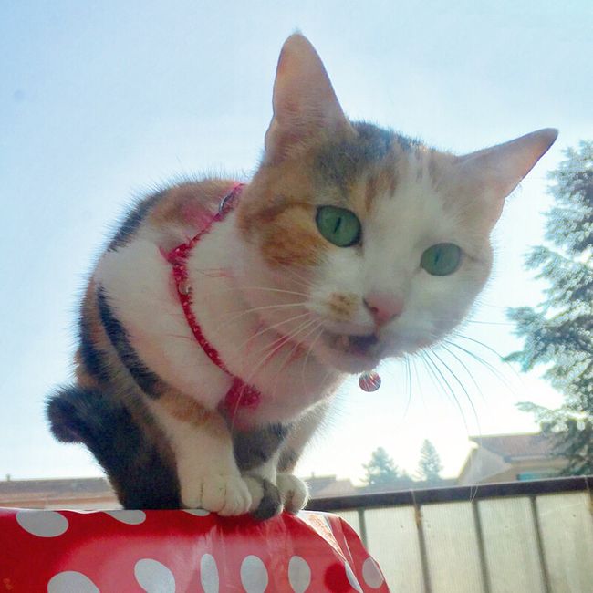 Chi è riuscita a portare il gatto al ricevimento? - 3