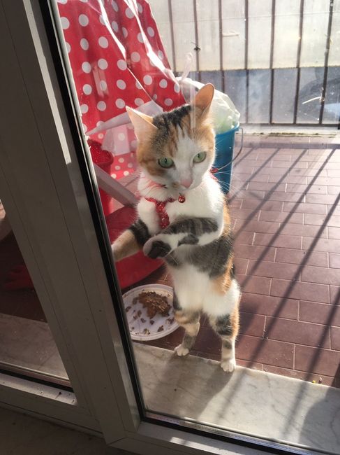Chi è riuscita a portare il gatto al ricevimento? - 4