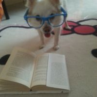 la mia cagnolina damigella si può? 