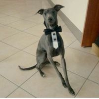  Matrimoni e animali! - 1