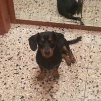 Le foto dei vostri animali - 1