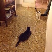 Le foto dei vostri animali - 1