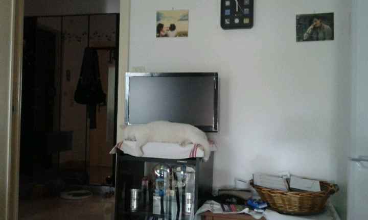 Le foto dei vostri animali - 1