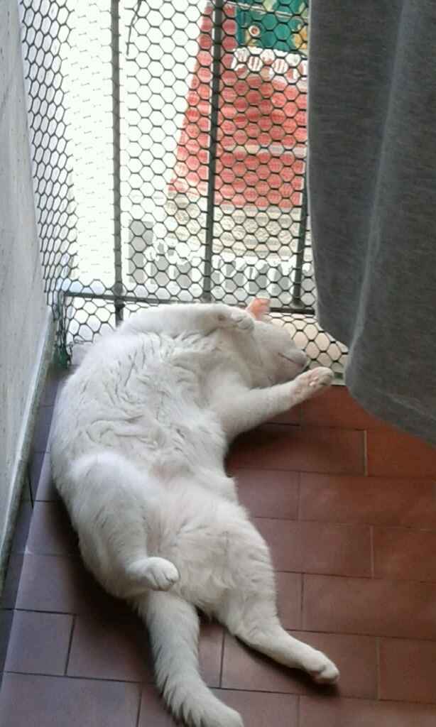 Le foto dei vostri animali - 2