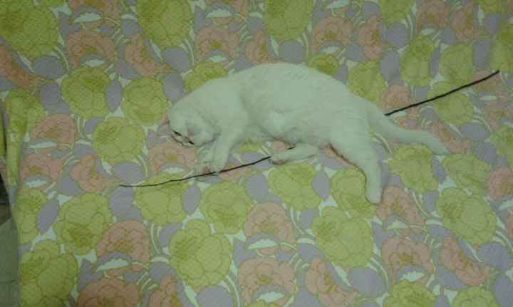 Le foto dei vostri animali - 3