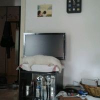 Le foto dei vostri animali - 1